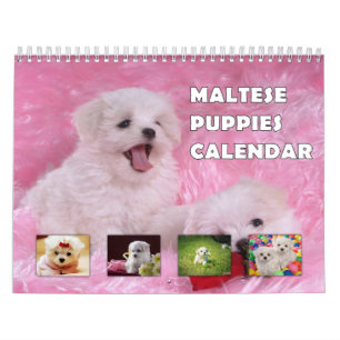 Malteser Welpen Kalender