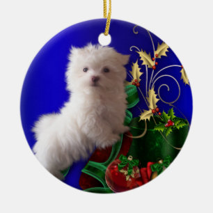 Malteser Welpenhund-Ornament Keramik Ornament