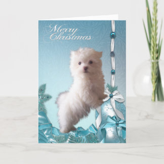 Malteser Welpenhund Weihnachten