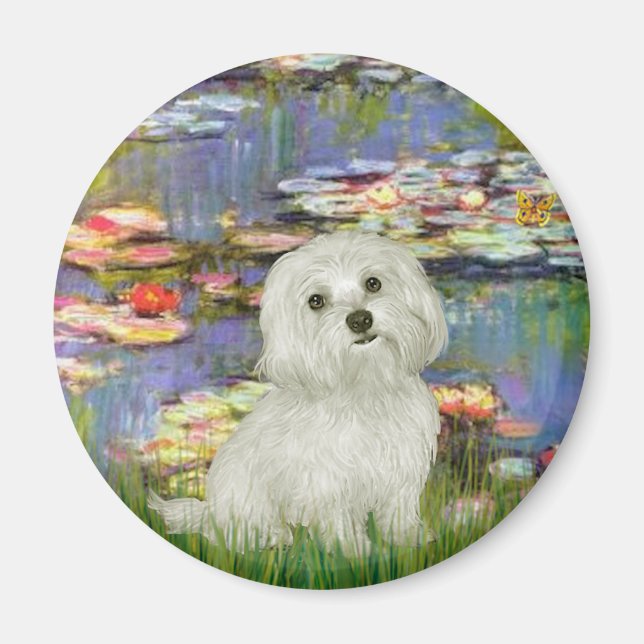 Maltesisch 11 - Lilies 2 Magnet (Vorne)