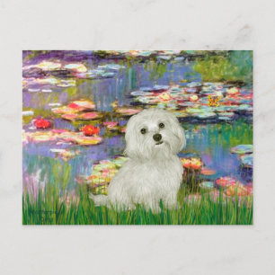 Maltesisch 11 - Lilies 2 Postkarte