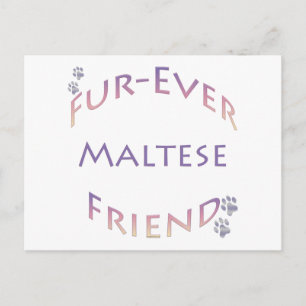 Maltesisch Furever Postkarte