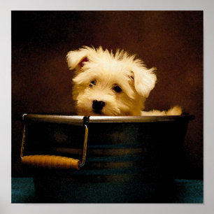 Maltesisch in der Waschwanne Poster