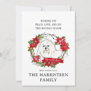 Maltesisch Watercolor Poinsettia Weihnachten