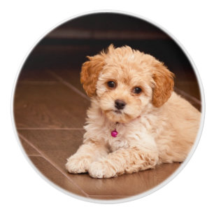 Maltesische Babypoodle-Mix oder Maltipoo-Welpenhun Keramikknauf