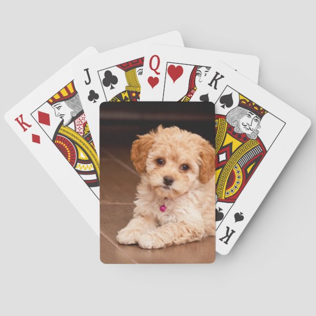Maltesische Babypoodle-Mix oder Maltipoo-Welpenhun Spielkarten (Rückseite)