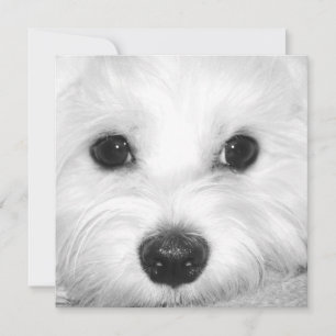 Maltesische Hunde Adoration Niedliche Augen und za Dankeskarte