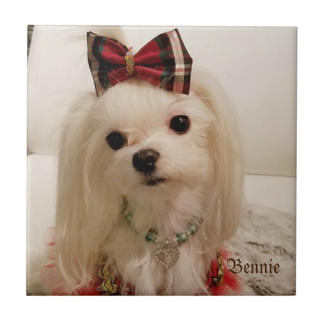 Maltesische Keramik Fliese (Vorderseite)