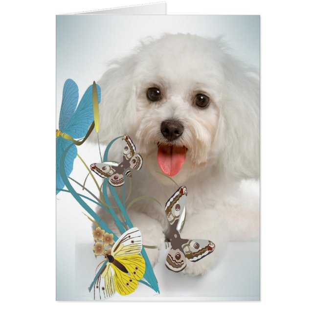 Maltesische Libellen- u. Schmetterlingskarten (Vorne)