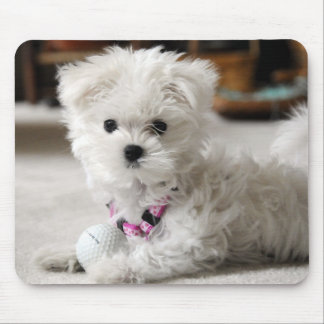 Maltesische Liebe Mousepad