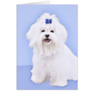 Maltesische Malerei - Niedliche Originalkunst des