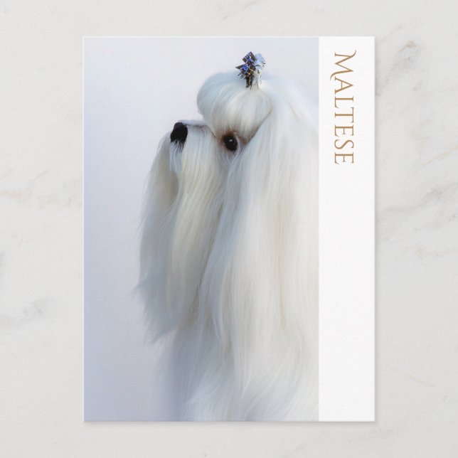 maltesische Postkarte (Vorderseite)