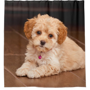 Maltesische Pudelmischung des Babys oder maltipoo Duschvorhang