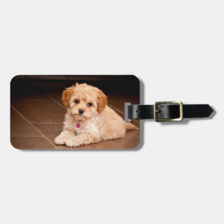 Maltesische Pudelmischung des Babys oder maltipoo Gepäckanhänger