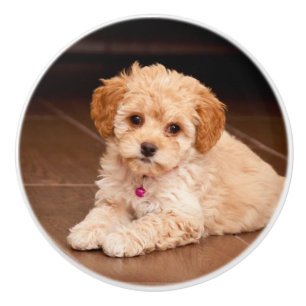 Maltesische Pudelmischung des Babys oder maltipoo Keramikknauf