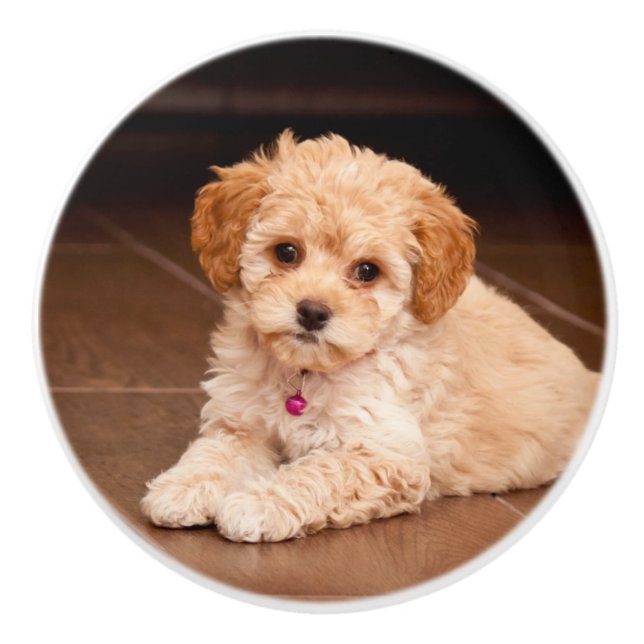 Maltesische Pudelmischung des Babys oder maltipoo Keramikknauf (Vorderseite)
