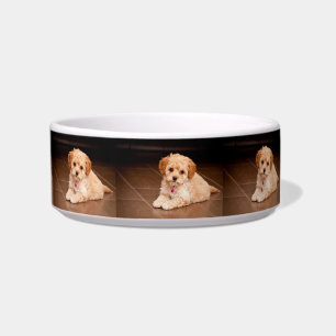 Maltesische Pudelmischung des Babys oder maltipoo Napf