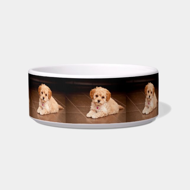 Maltesische Pudelmischung des Babys oder maltipoo Napf (Links)