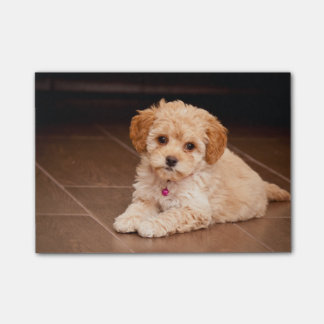 Maltesische Pudelmischung des Babys oder maltipoo Post-it Klebezettel