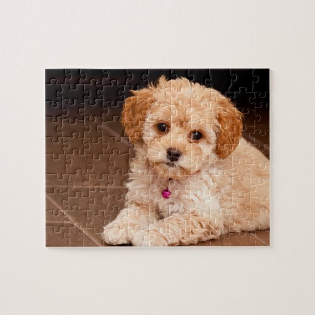 Maltesische Pudelmischung des Babys oder maltipoo Puzzle (Horizontal)