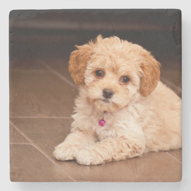 Maltesische Pudelmischung des Babys oder maltipoo Steinuntersetzer (Vorderseite)