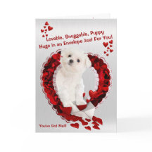 Maltesische Welpe - Super Niedliche Sie haben Mail