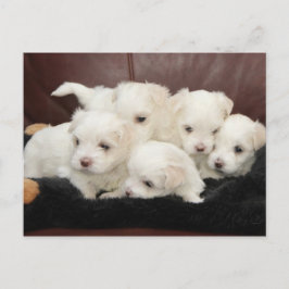 Maltesische Welpen auf Postkarte