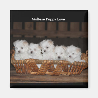 Maltesische Welpen, Basket, "Maltese Puppy Liebe" Magnet