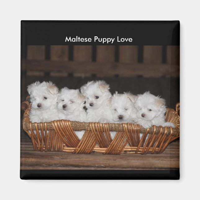 Maltesische Welpen, Basket, "Maltese Puppy Liebe" Magnet (Vorne)