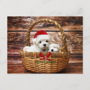 Maltesische Welpen in einem Weihnachtskorb Feiertagspostkarte