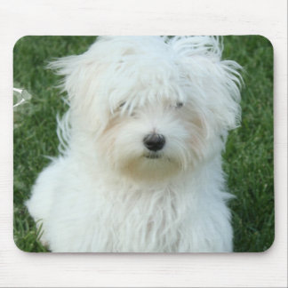 Maltesische Welpen-Mausunterlage Mousepad