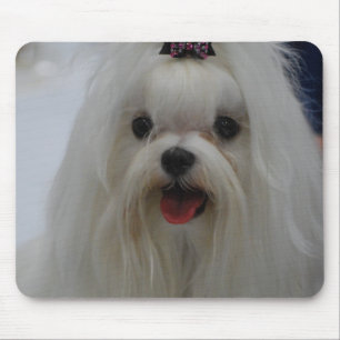 Maltesische Welpen-Mausunterlage Mousepad