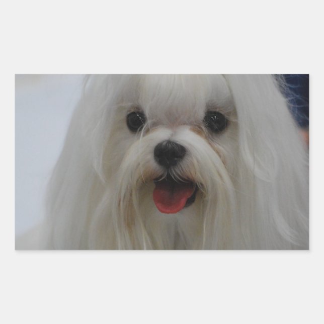 Maltesische Welppy-Stickers Rechteckiger Aufkleber (Vorderseite)