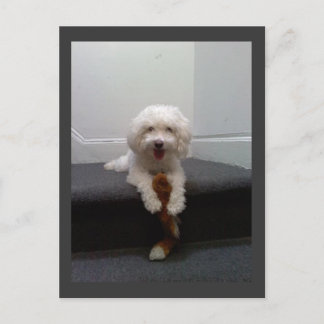 Maltesischer Bichon Hund Postcard Postkarte