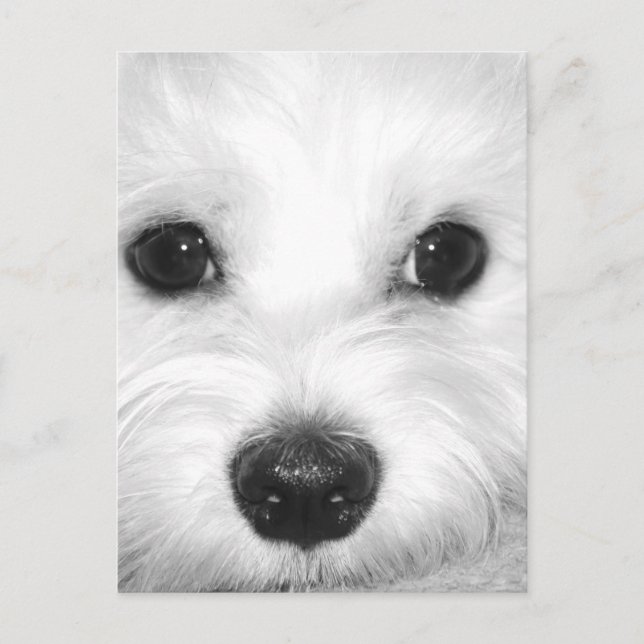 Maltesischer Hund Adorable Eyes und Charming Nase Postkarte (Vorderseite)