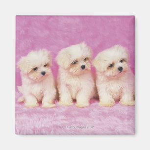 Maltesischer Hund; ist eine kleine Zucht des Magnet