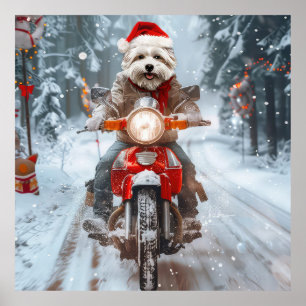 Maltesischer Hund reitend Motorrad Weihnachten Poster