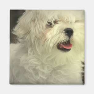 Maltesischer Magnet