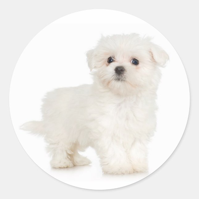 Maltesischer Sticker (Vorderseite)