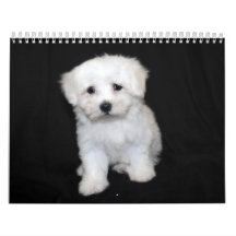 Maltesischer u. Maltipoo Welpen-Kalender