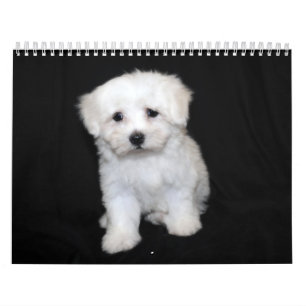 Maltesischer u. Maltipoo Welpen-Kalender Kalender