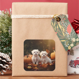 Maltesischer Welpe Autumn Delight Pumpkin Quadratischer Aufkleber