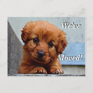 Maltesischer Welpe Wir haben eine neue Postkarte v