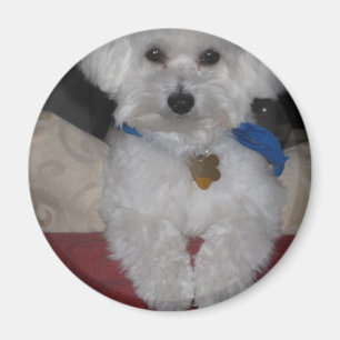 Maltesisches Geschenk Magnet