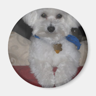 maltesisches Geschenk Magnet