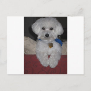 maltesisches Geschenk Postkarte