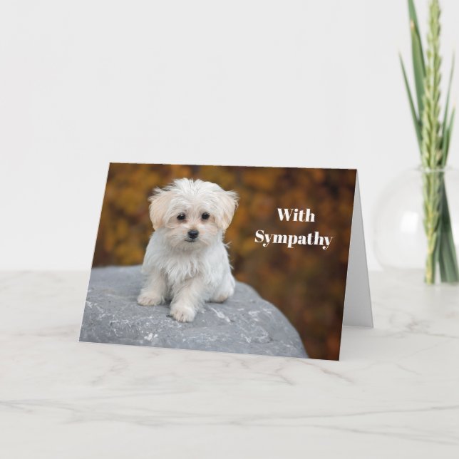 Maltesisches White Puppy Foto Beileid Karte (Vorderseite)