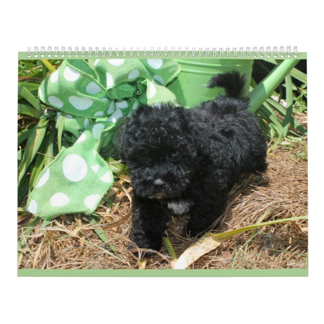 Maltipoo maltesischer Welpen-Kalender Kalender (Titelbild)