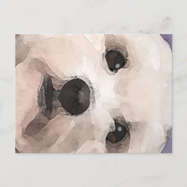 Maltipoo Postkarte (Vorderseite)