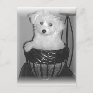 MaltiPoo-Produkte Postkarte